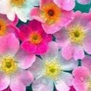 Meet your Posher, Samrah